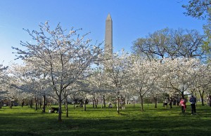 800px Cherry Blossoms and Washington Monument